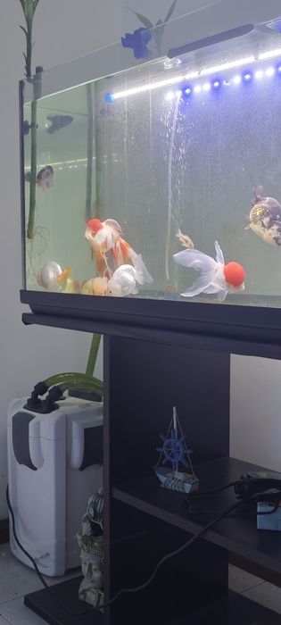 Orandas & Ranchus