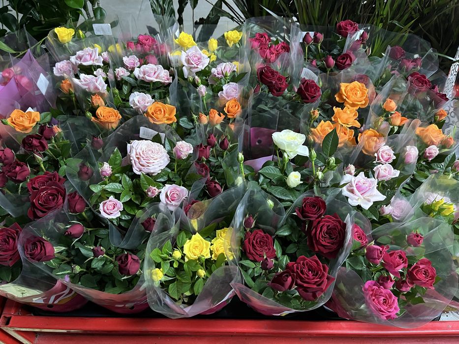 Гіпеаструм,каланхоє,діантус,ардізія,кислиця