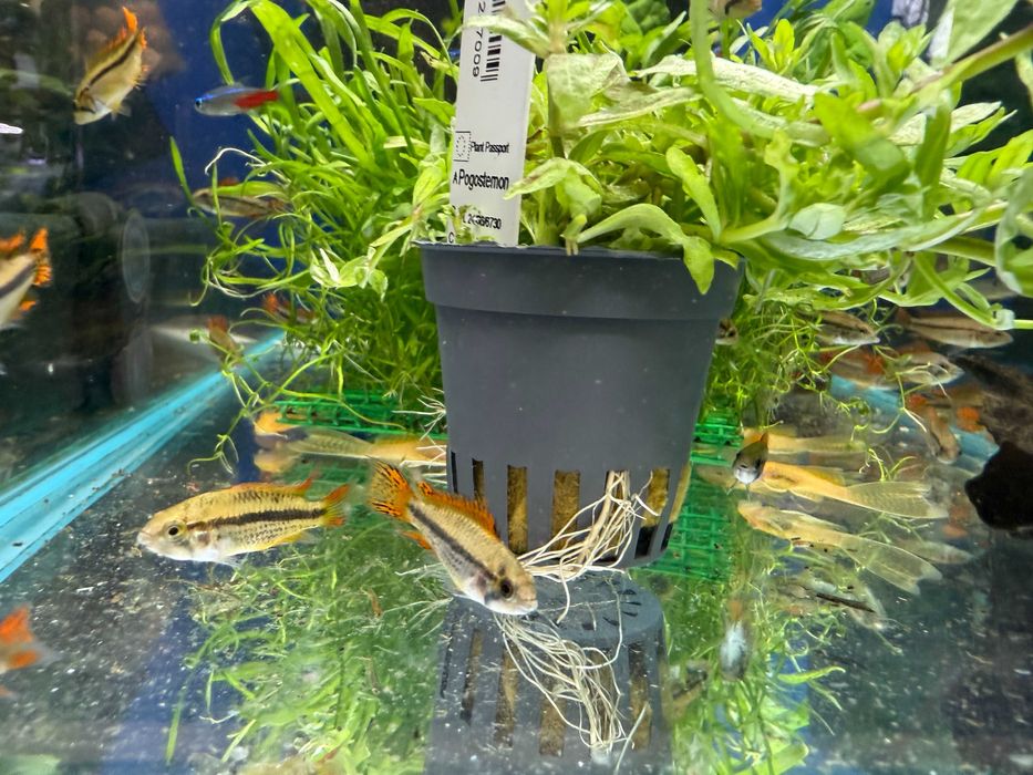 Pielęgnica pielęgniczki Kakadu