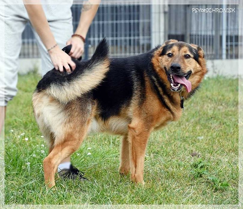 Clark – piękny, uśmiechnięty prawie owczarek – kocha ludzi i lubi psy
