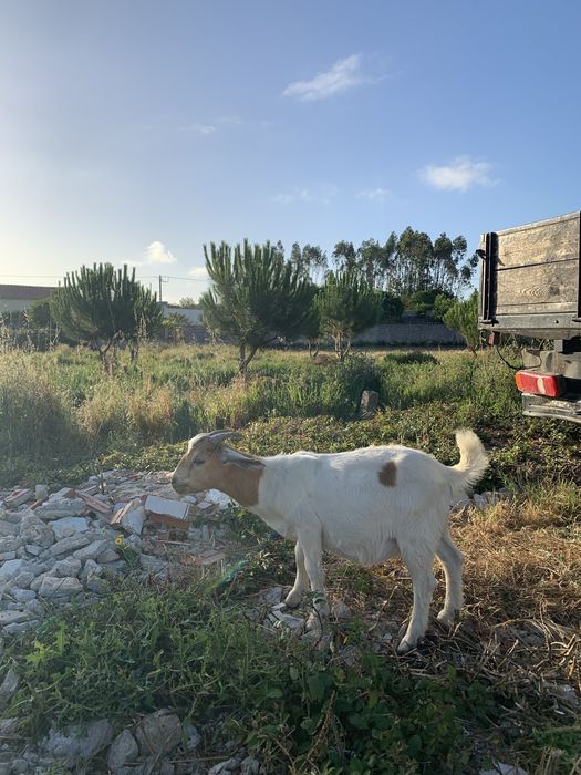 Vende se chibo Boer