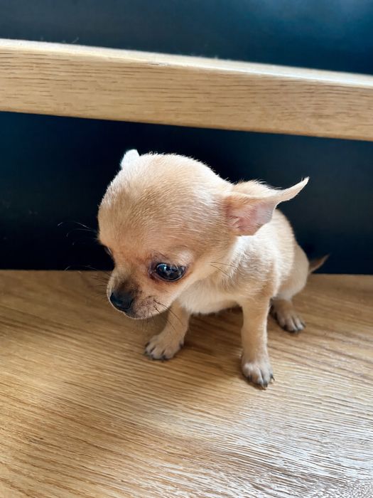 Malutki piesek chihuahua piękny