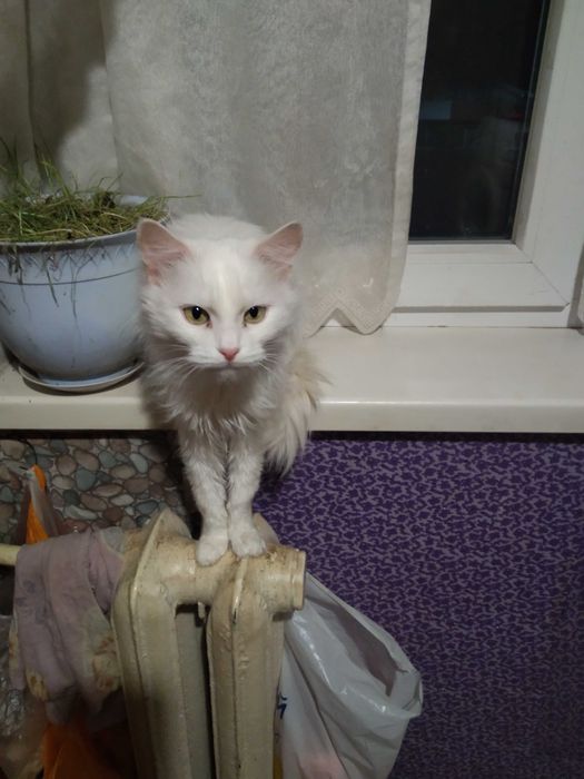 Отдам кошечек в хорошие руки