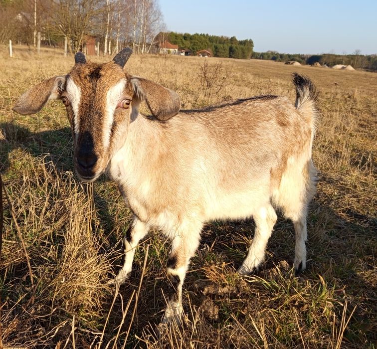 Młoda koza 50 % Anglonubijska