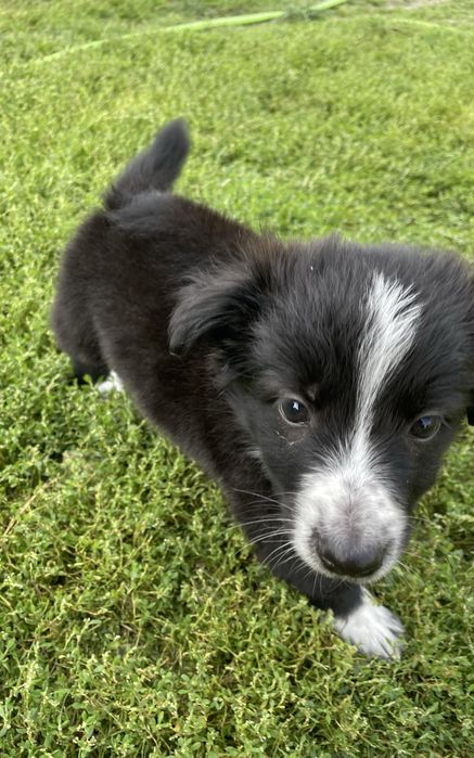 Szczeniak do adopcji 3 mie