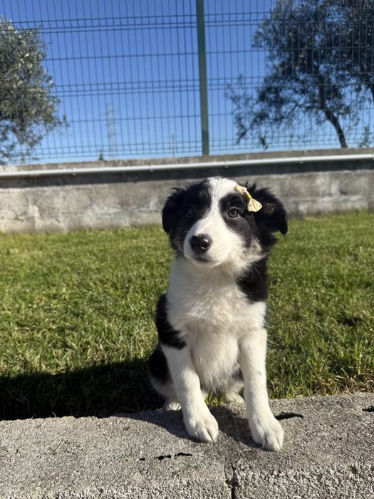Border Collie Preta e Branca Fofa