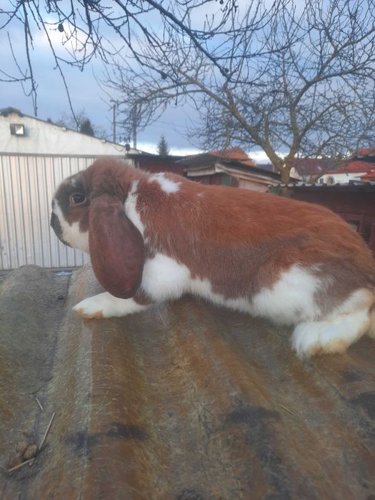 Samiczka barana francuskiego