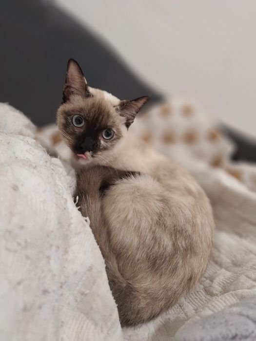 Coralina, para adoção