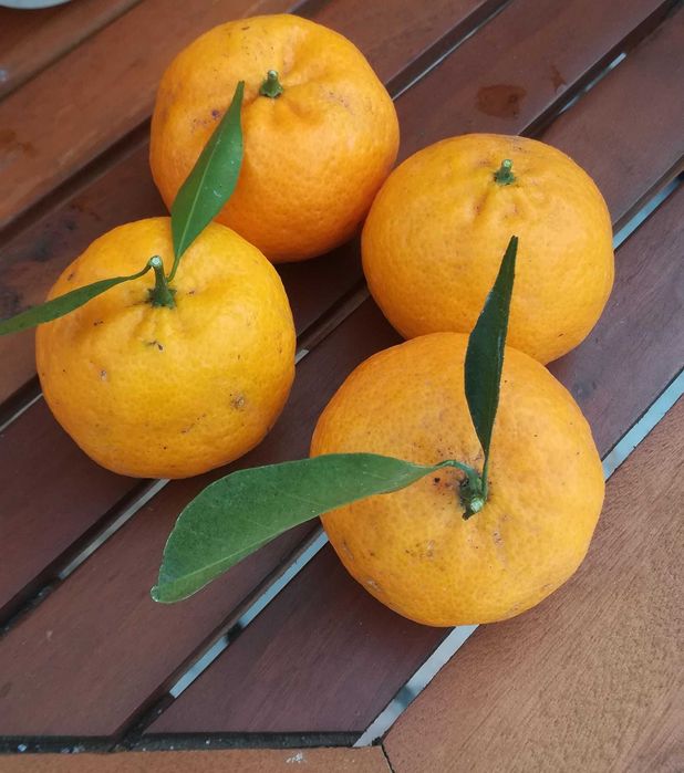 Vende se Fruta (romã / laranjas / tangerinas / clementina)