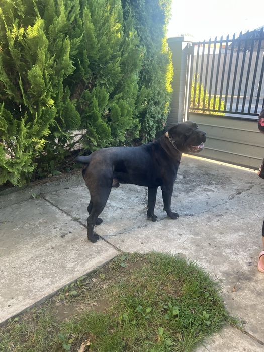 Кане корсо вязка