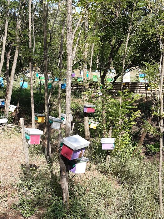 Пчелопакеты Бакфаст