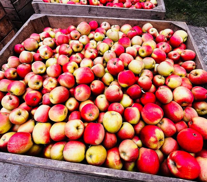 Jabłka Szampion z własnego sadu - 20 kg wysyłka OLX