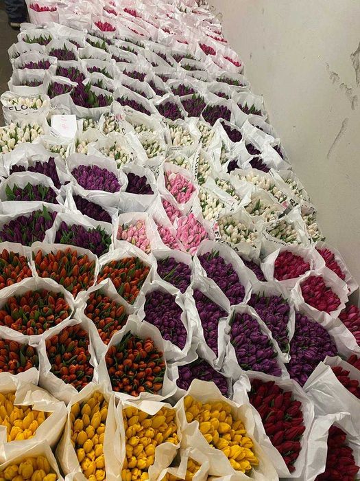 Тюльпани ОПТОМ Український Голандський, під 8 березня Пан Тюльпан