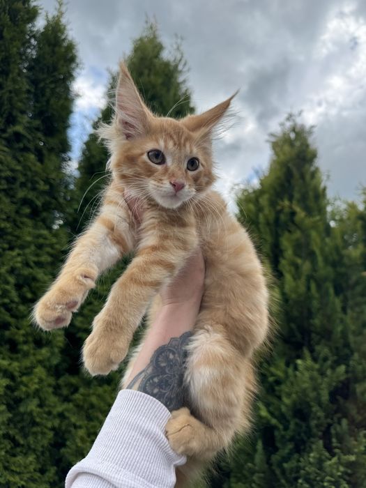 Мейн-Кун Мальчик Львенок Огненный,котята