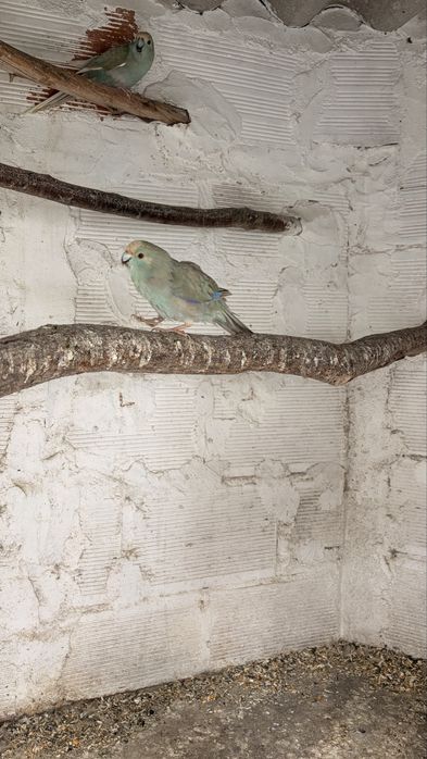 Kakariki Canela Femea