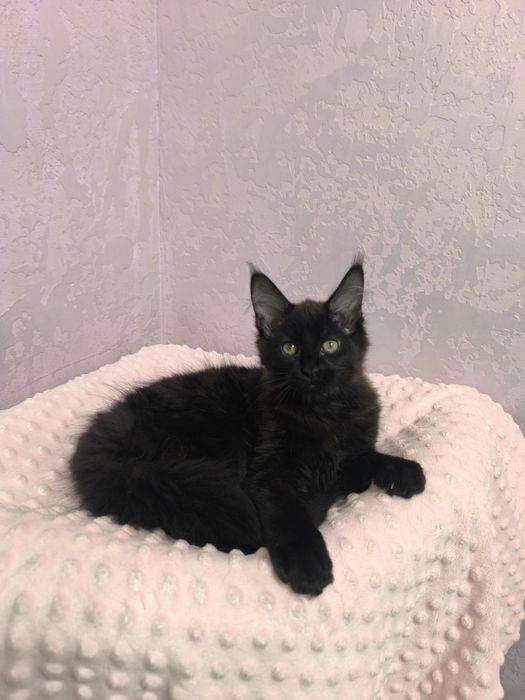 Мейн кун киця чистокровна