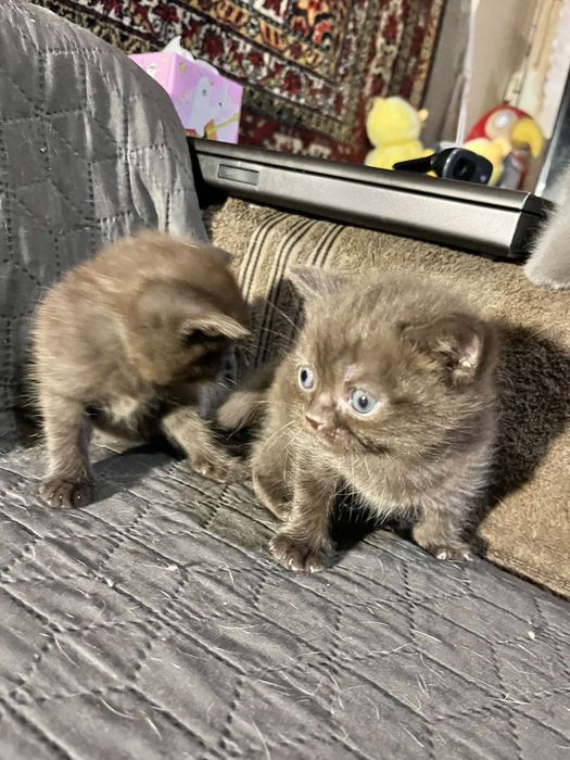 Продам сладеньких котят