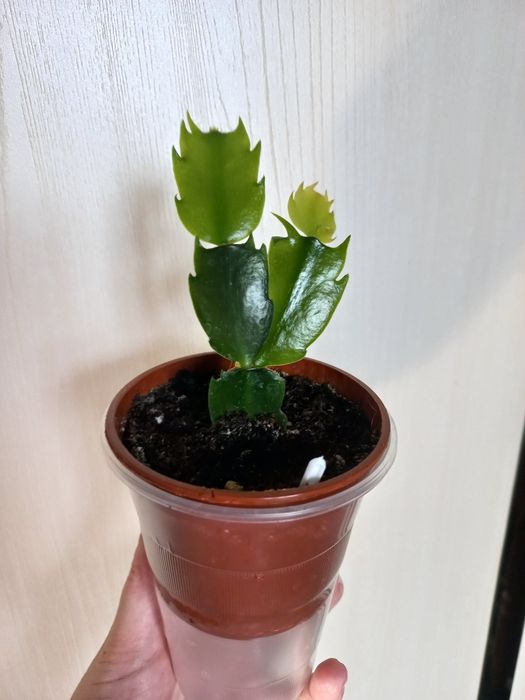 Шлюмбергера AN040