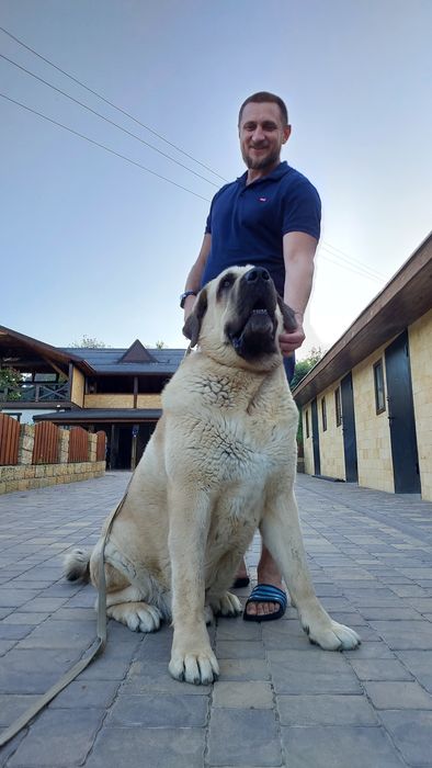 Іспанський Мастиф на вязку