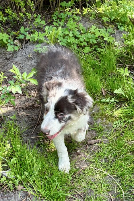 Border collie-piesek