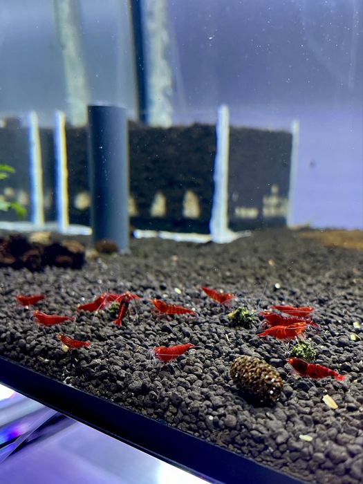 Krewetki Red Devil OE Caridina