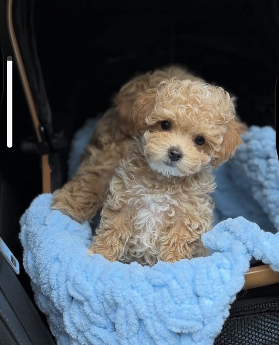 Цуценята мальтіпу