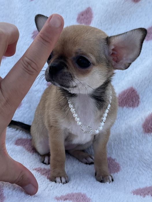 Chihuahua femea Pelo Curto