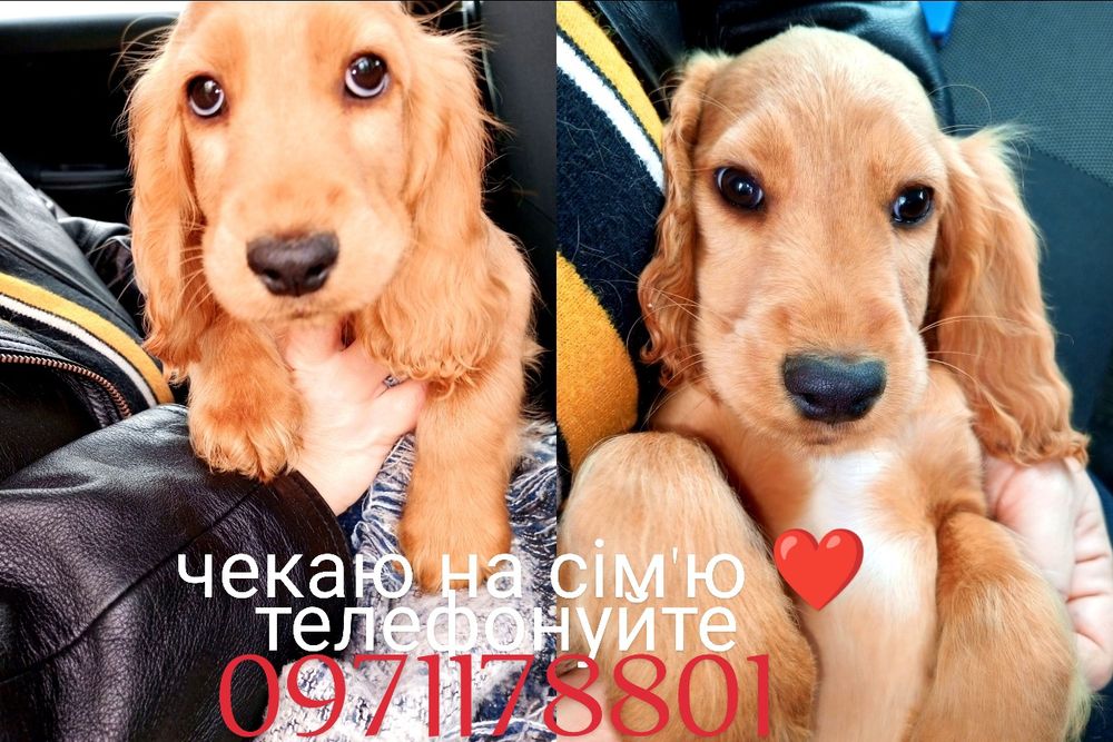 Можливий онлайн дзвінок і можна побачити, як батьків так і цуценнят