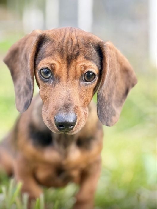 Menina Teckel miniatura lindissima olhinhos verdes