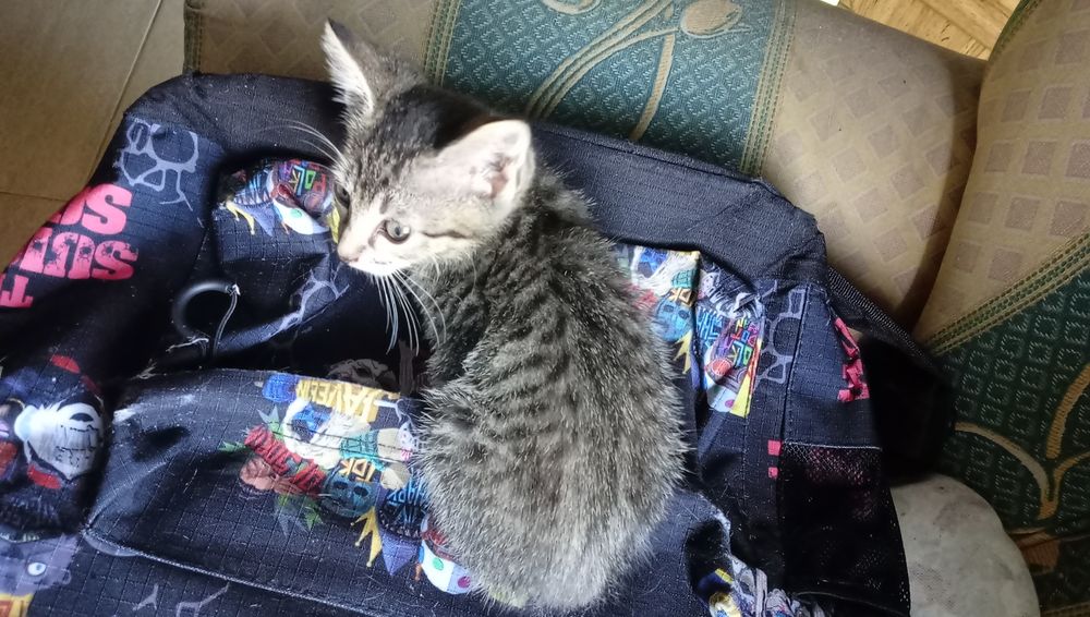 Gatinho para adoção