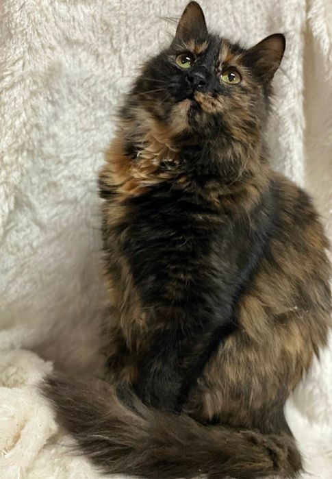 Отдам даром в добрые руки пушистую трехцветную кошечку