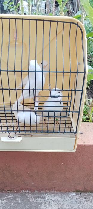 Canários Machos e fêmeas