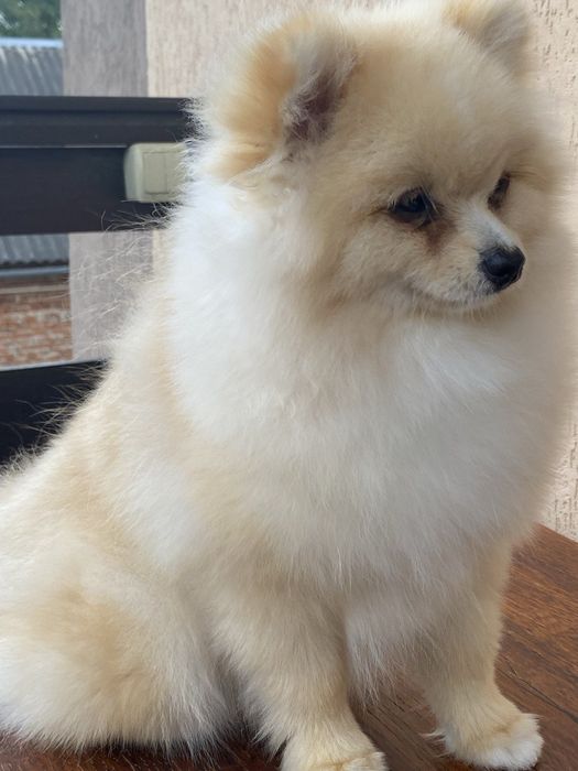 Померанський шпіц