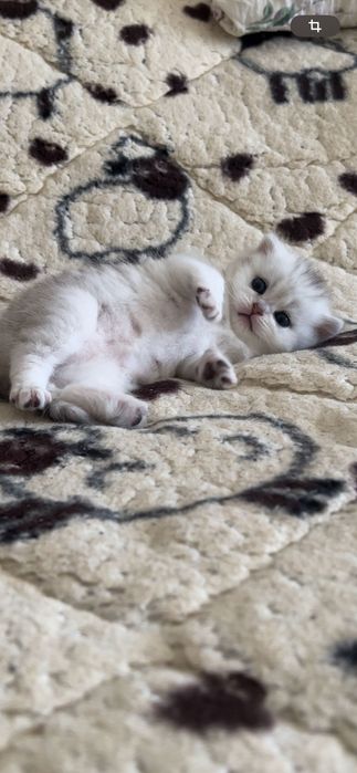 Шотландські кошенята