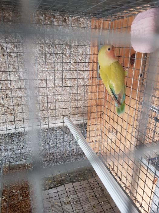 Agapornis roseicollis