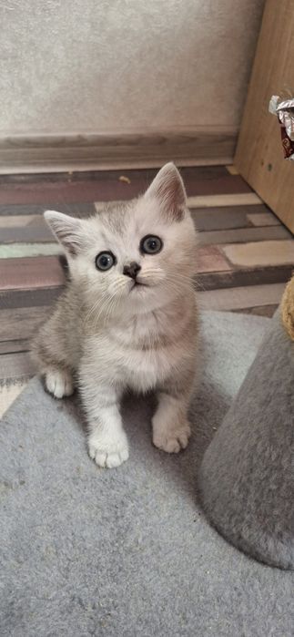 Шотландске кошеня, хлопчик