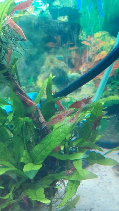 Camarões Red  Cherry adultos