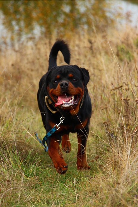 Ротвейлер ксу кобель