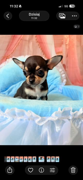 Chihuahua chlopczyk  do odbioru