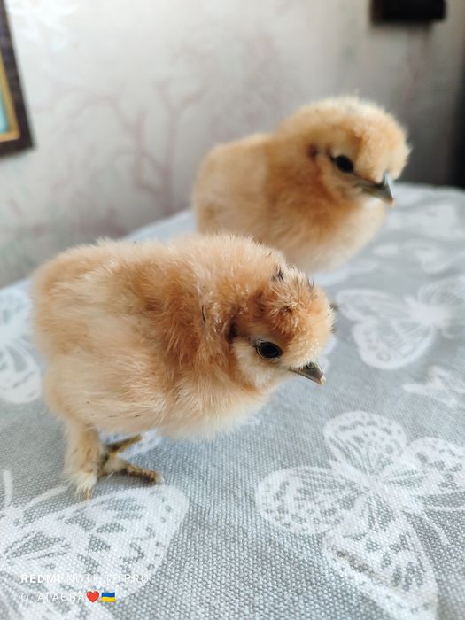 Курчата КШ 130 грн 3 доби  Китайська Шовкова