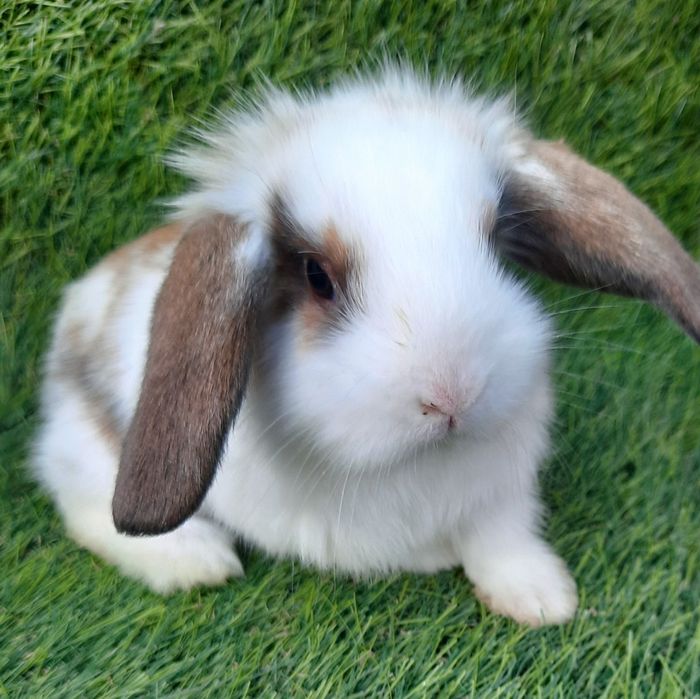 Kit Coelhos anões mini lop belier/orelhudos