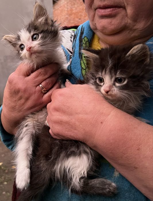 Кошенята (2 місяці)