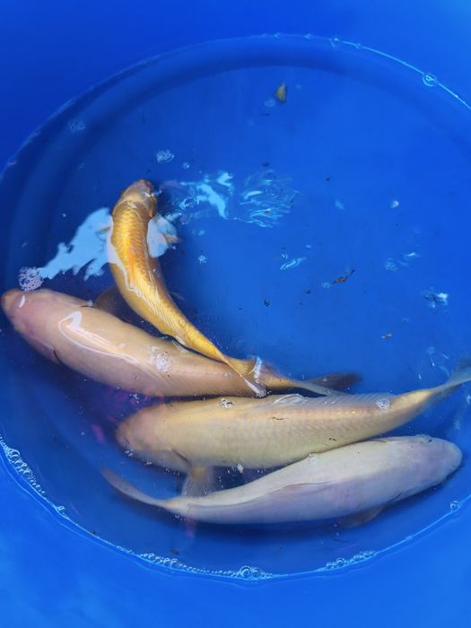 Carpas koi para vários gostos