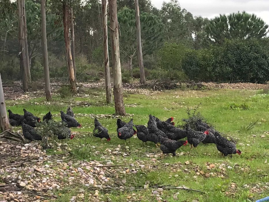 Pintos Pedrês, Preta, Amarela e Branca, raças autóctones, BIO