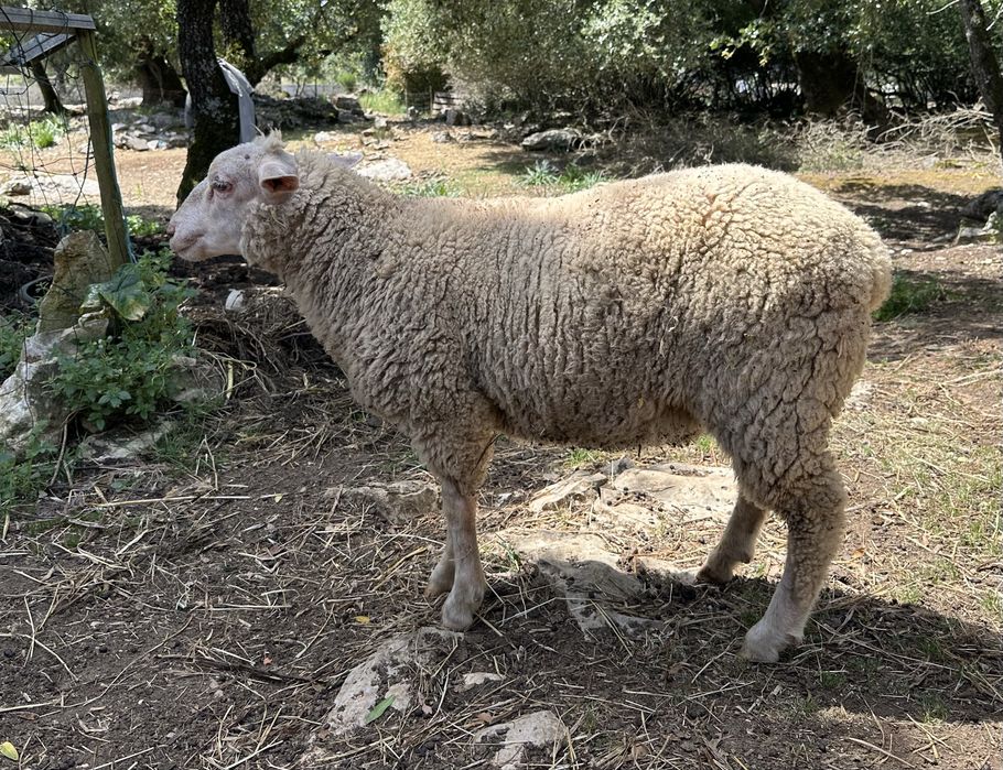 Borrego ILE de FRANCE