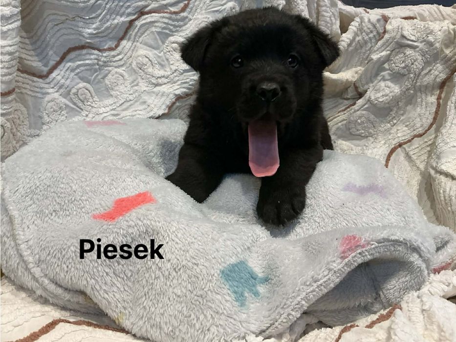 Szczeniaki szukają domu