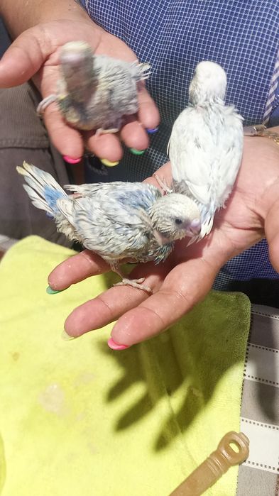 Periquitos domesticados