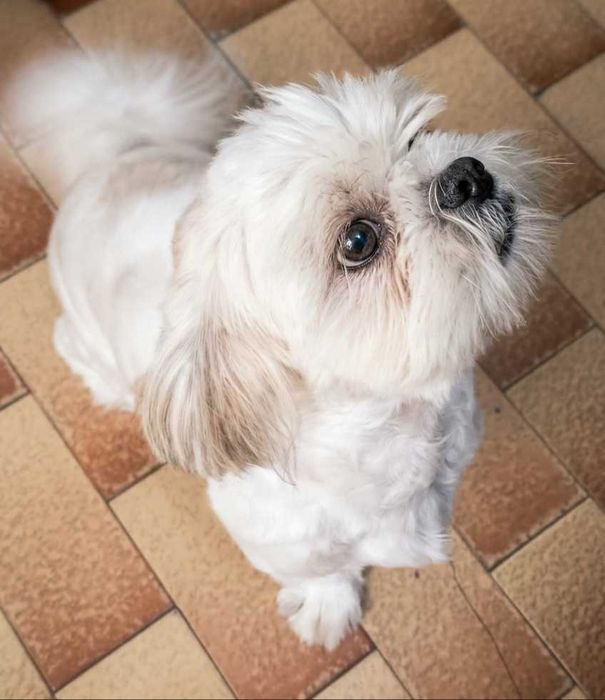 Shih Tzu macho adulto