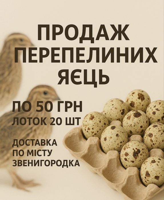 Перепелині яйця домашні