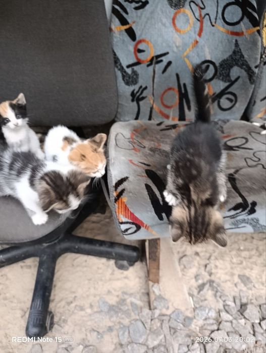 Віддам кошенят у добрі руки